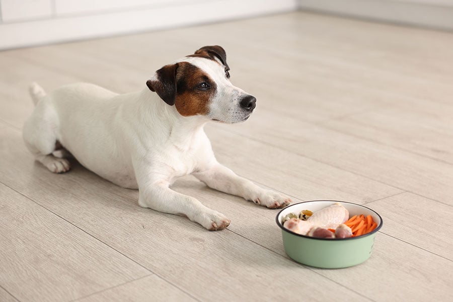 The Real Benefits of Feeding Raw Food to your dog